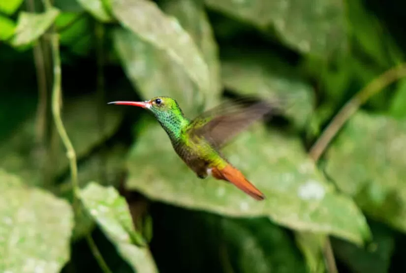mindo tour hummingbirds