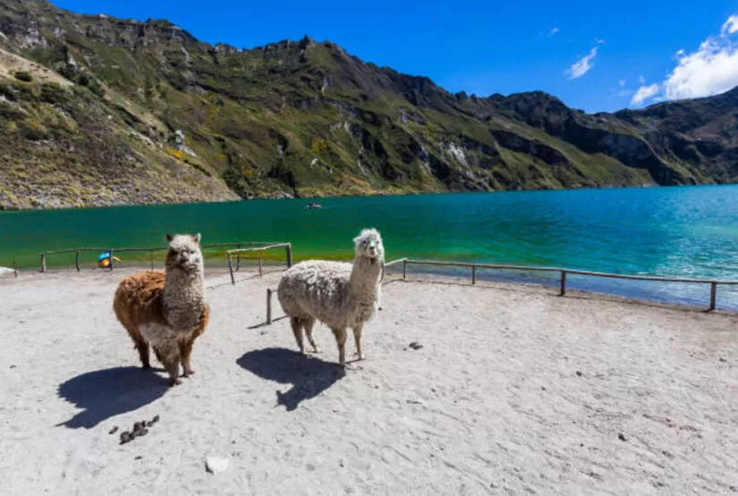 quilotoa tour llamas
