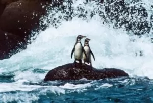 vacation galapagos island