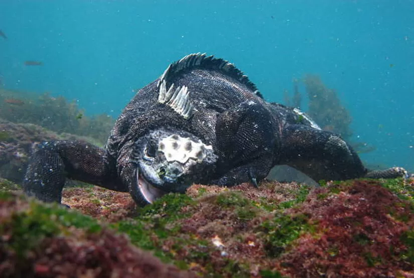 vacation-galapagos-island-marine-iguana vacation galapagos island marine iguana