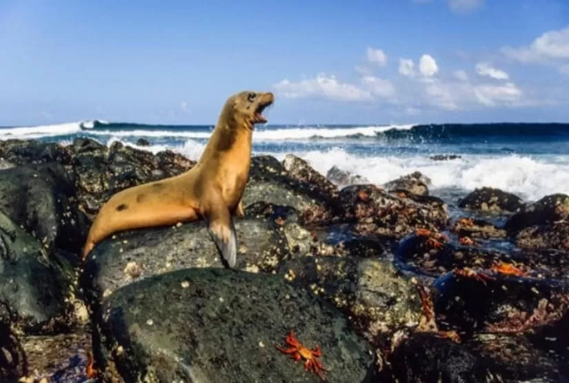 vacation-galapagos-islands vacation galapagos islands