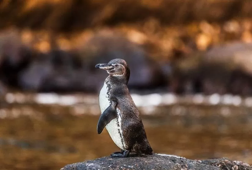 7 days galapagos tours
