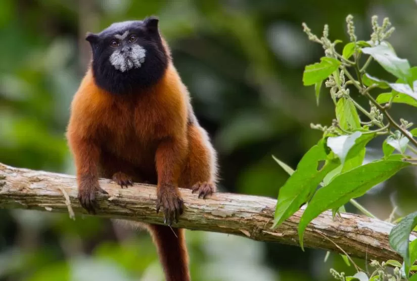 Tour Yasuni National Park