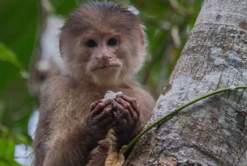 Yasuni National Park animals