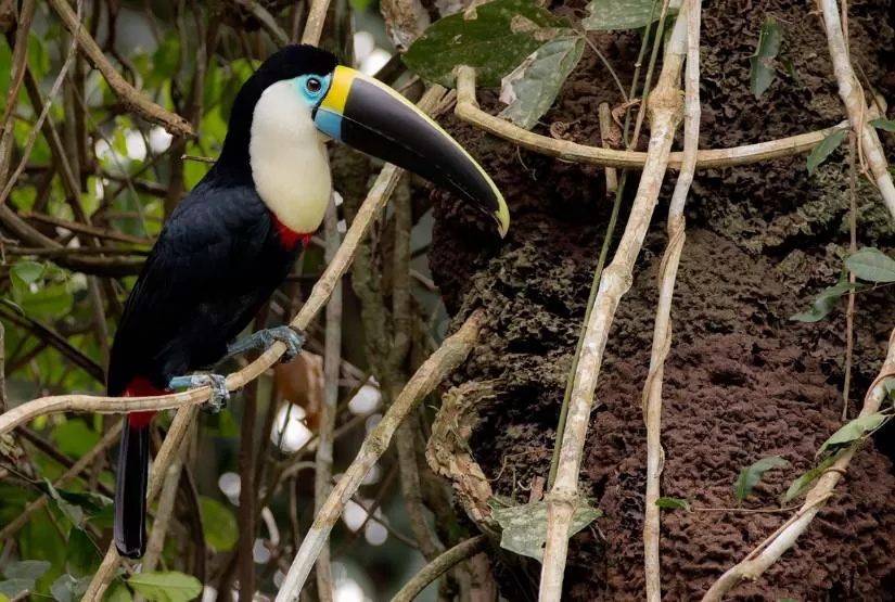 Yasuni National Park fauna