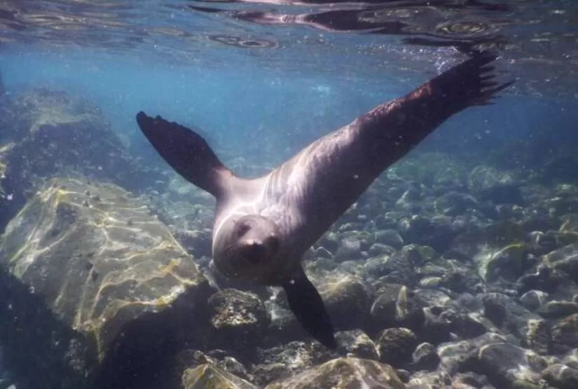 galapagos-island-hopping-tour galapagos island hopping tour