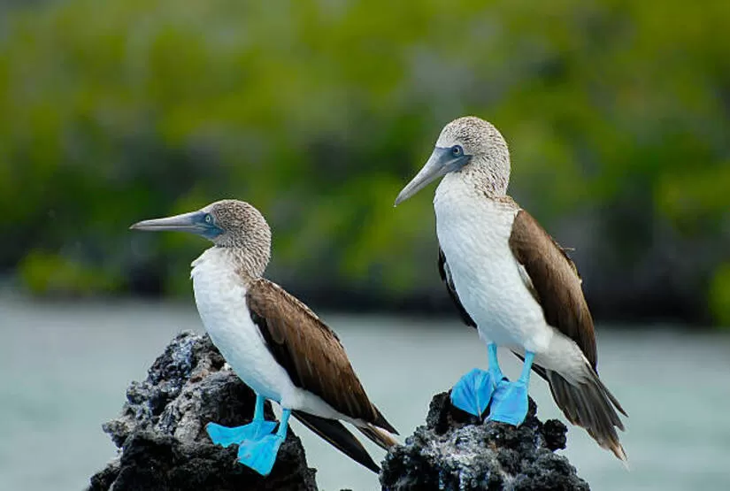 galapagos best windrose tour