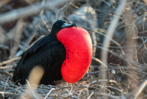 galapagos island best tour