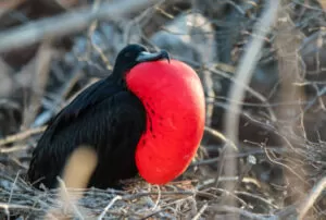 galapagos island best tour