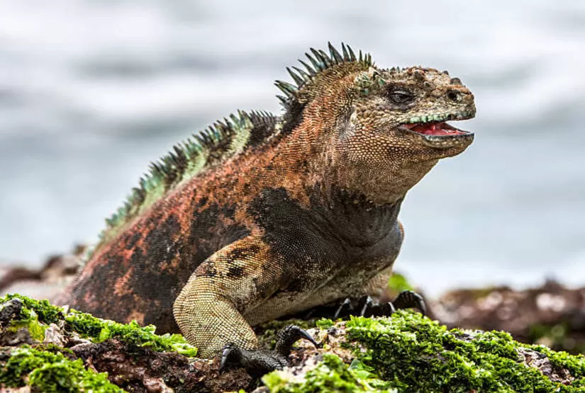 galapagos-island-best-tour galapagos island best tour