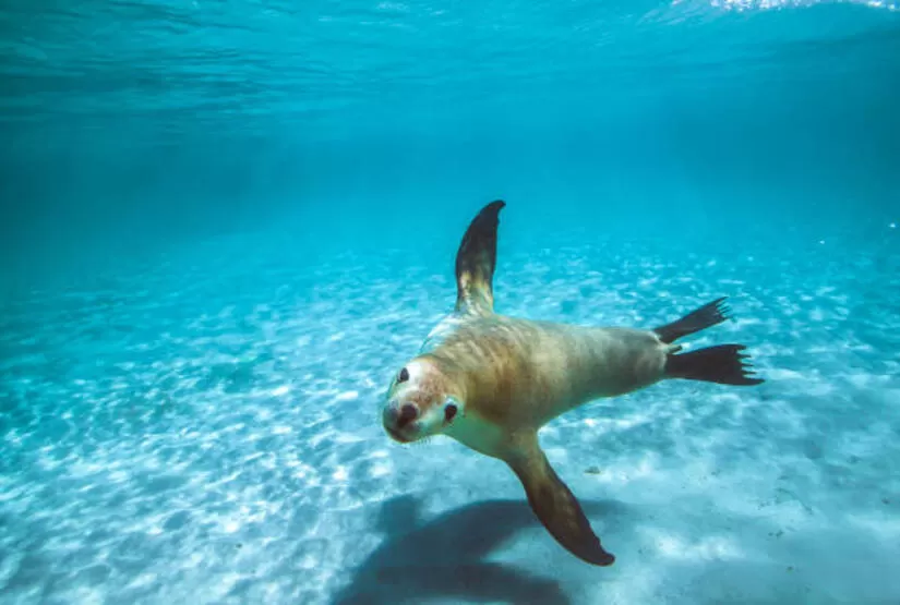 galapagos-island-hopping-tours galapagos island hopping tours