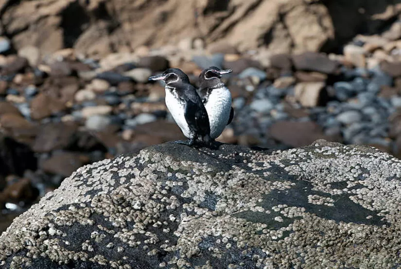 galapagos island land tour packages