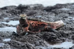 galapagos island land tour packages