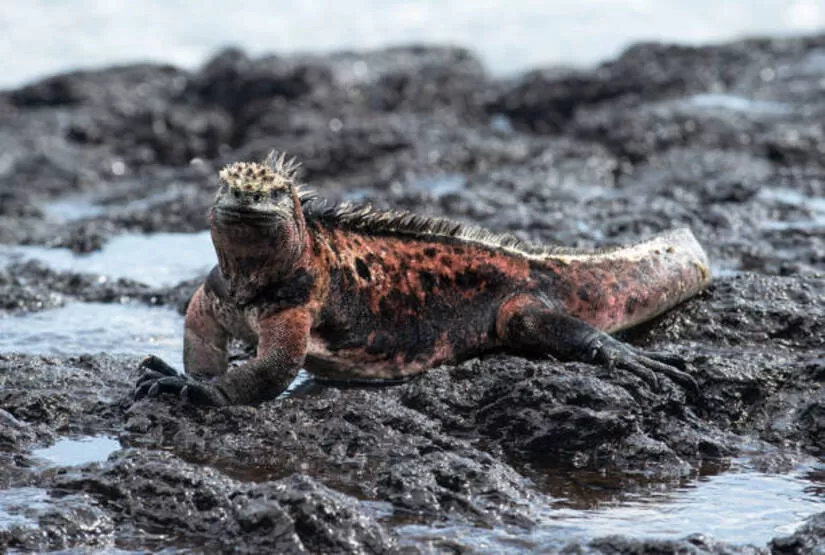 galapagos-island-land-tour-packages galapagos island land tour packages