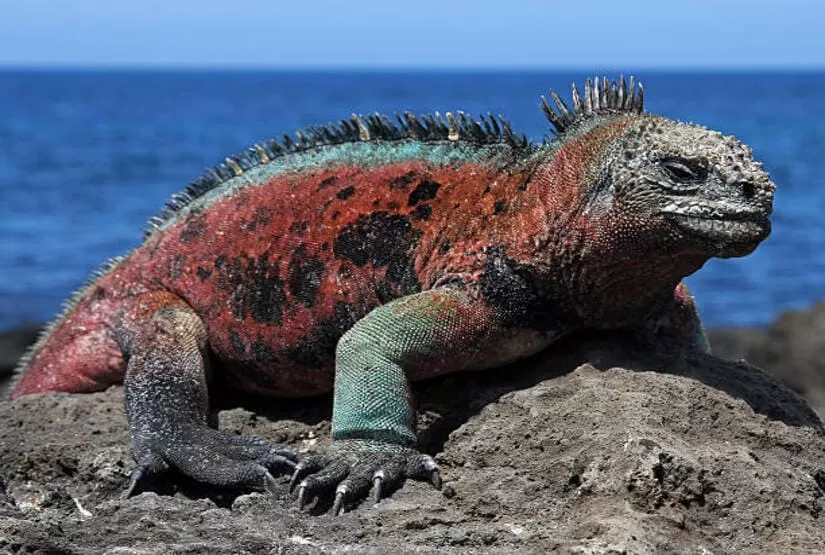 galapagos island tourist attraction