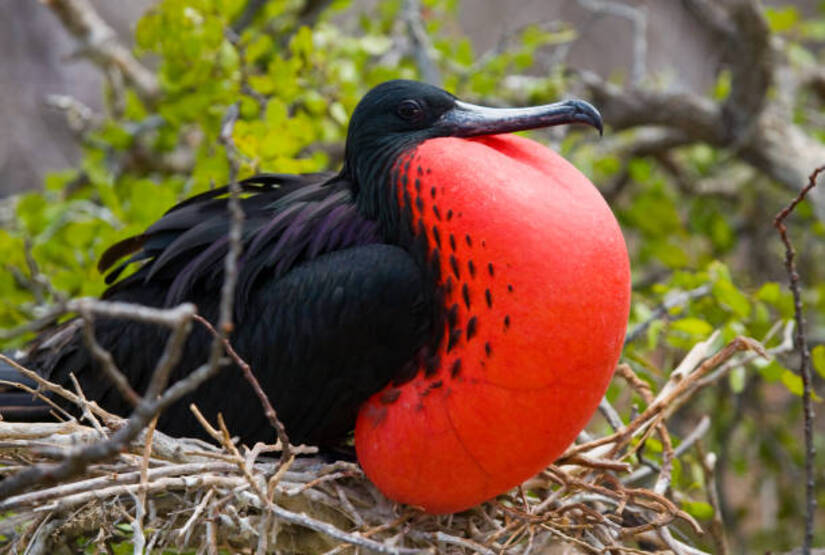 galapagos island trip family
