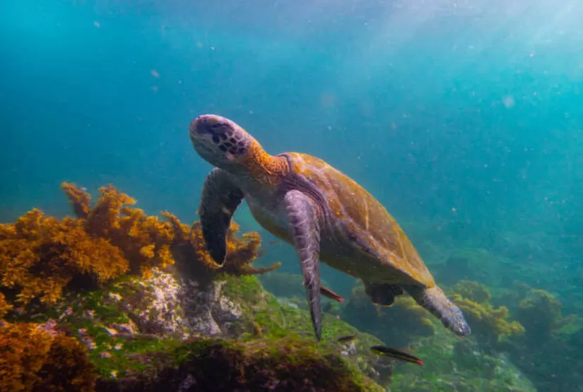 galapagos-island-trip-itinerary galapagos island trip itinerary