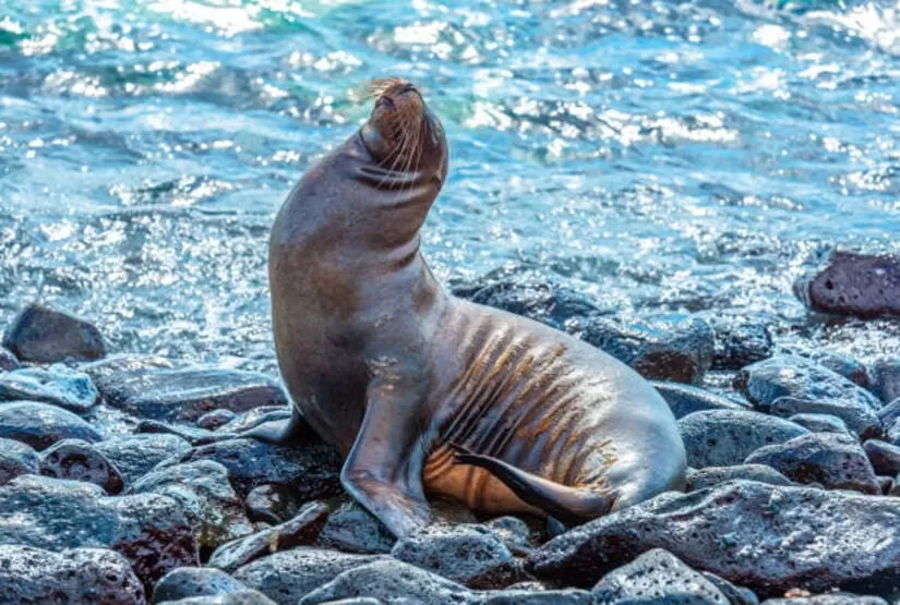 galapagos island trips family