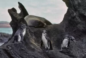 galapagos islands best tour