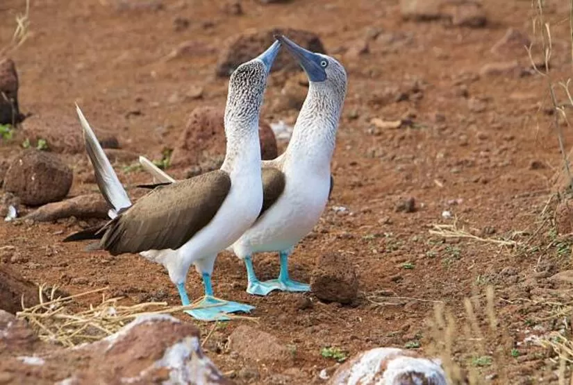 galapagos-islands-trip-itinerary galapagos islands trip itinerary
