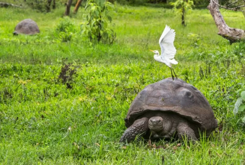galapagos-land-based-tour galapagos land based tour