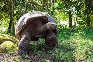 galapagos land based tour