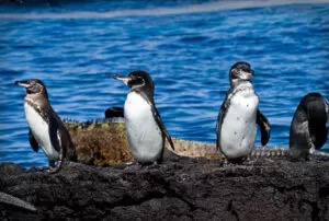 galapagos land based tour