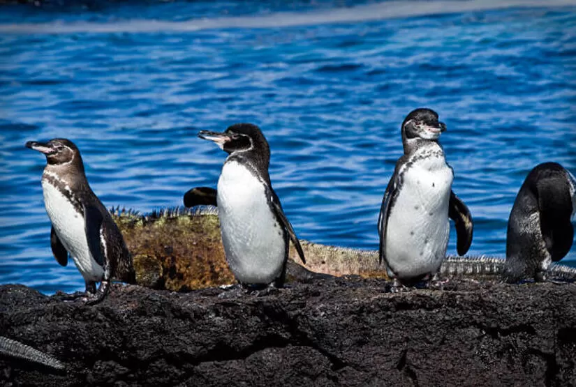 galapagos land based tour