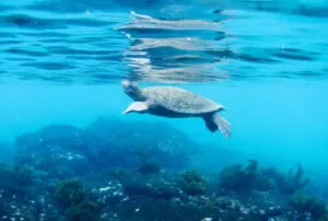galapagos low cost