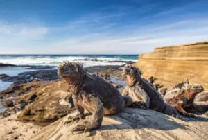 galapagos low cost