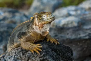 galapagos low cost