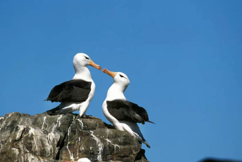 galapagos-low-cost galapagos low cost
