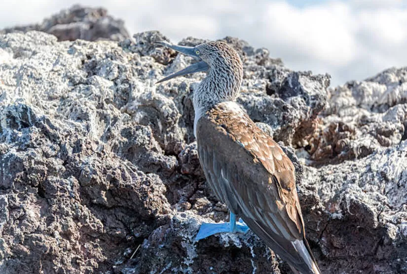 galapagos windrose land based tour