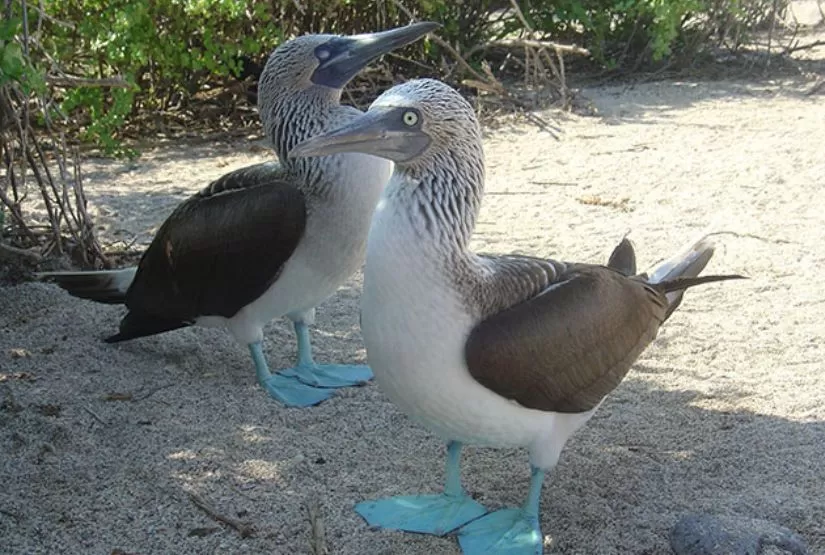 Blue-Footed-Boobies