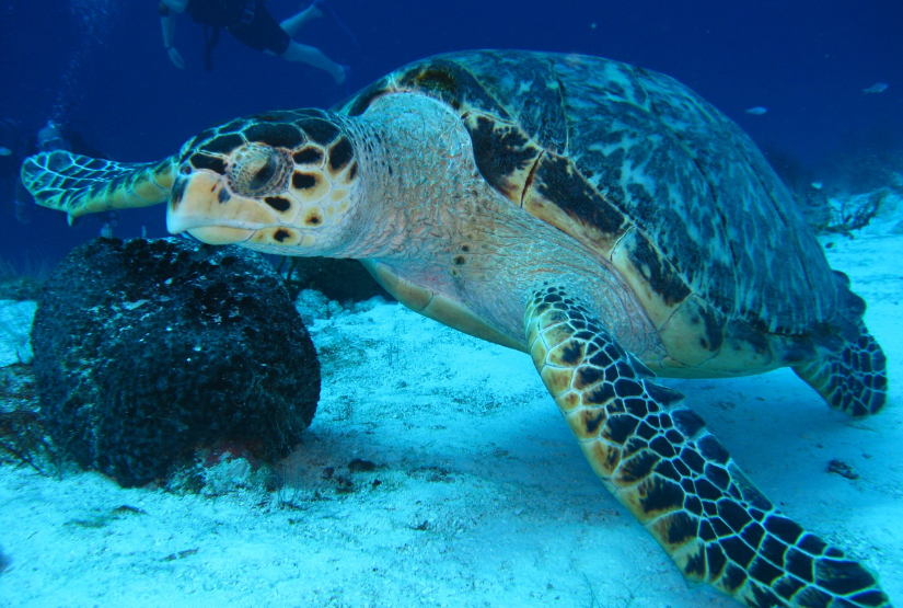 bartolome island marine turtle