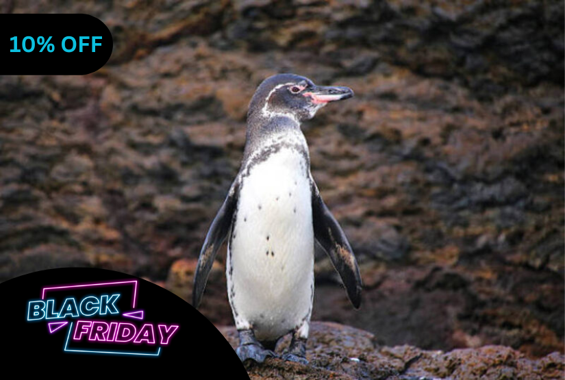 black friday 7 days galapagos last minute