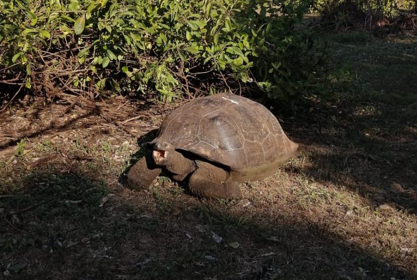 Galapagos highlands