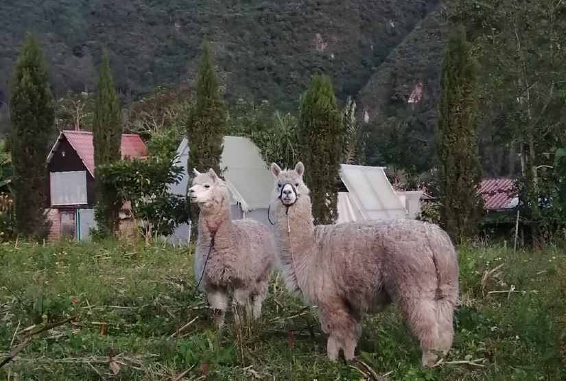 Atahualpa lama