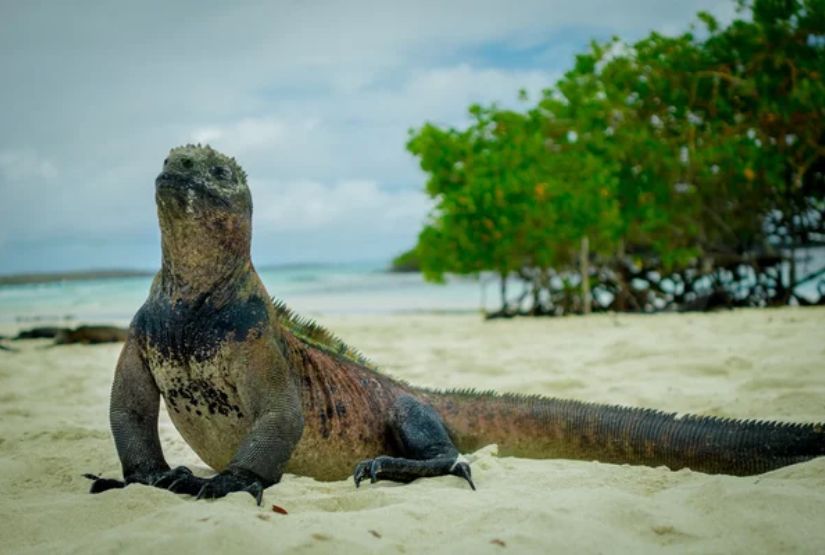 galapagos cruises 2024