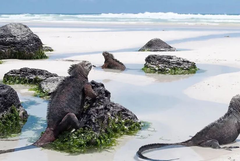 galapagos cruises 2025 prices