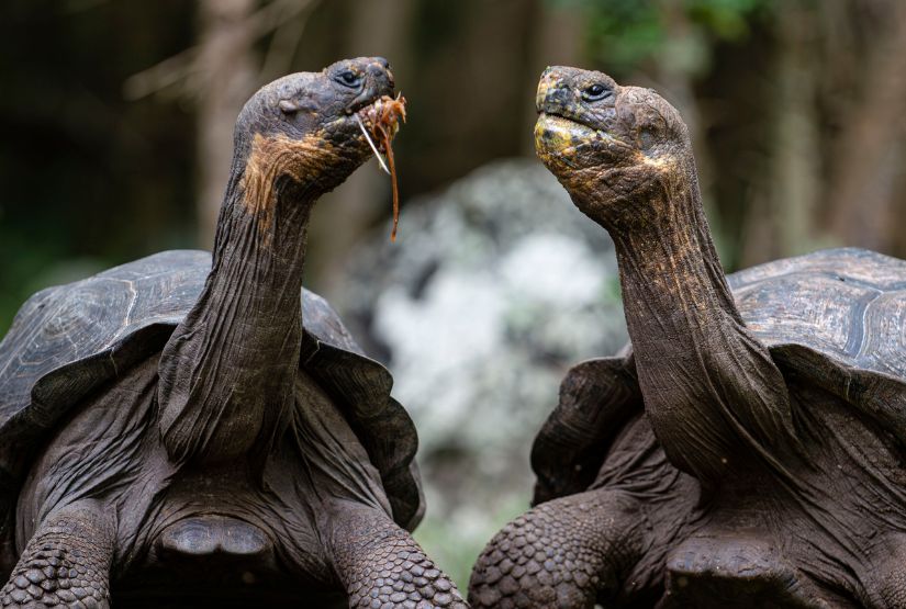 galapagos cruises 2025 trips