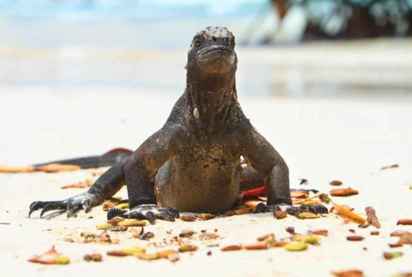 galapagos cruises 2026 best itinerary