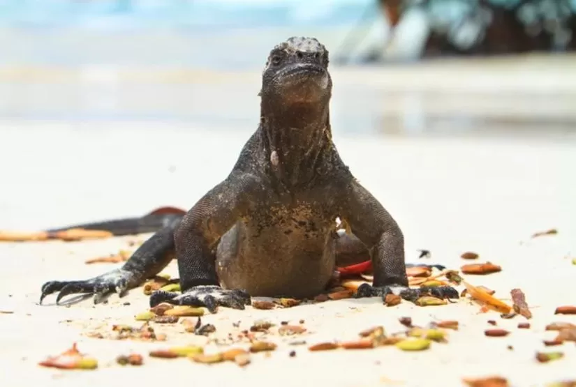 galapagos cruises 2026 best itinerary