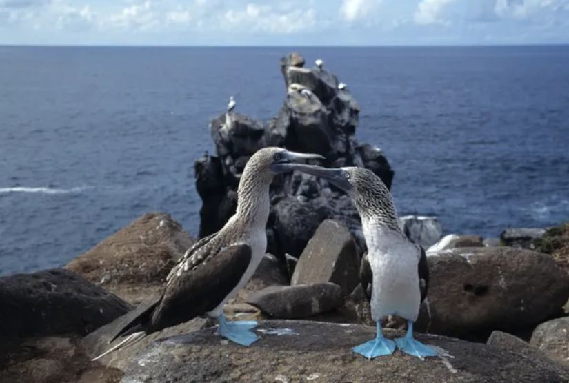 galapagos cruises 2026 best price