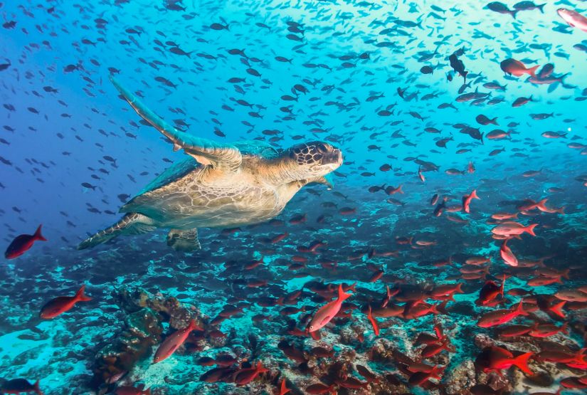 galapagos cruises 2026 best tours