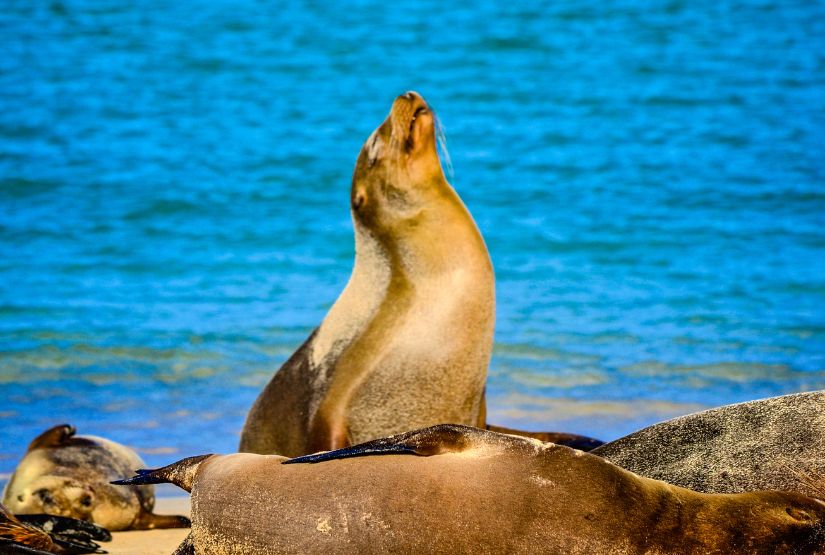 galapagos cruises 2026 best trip