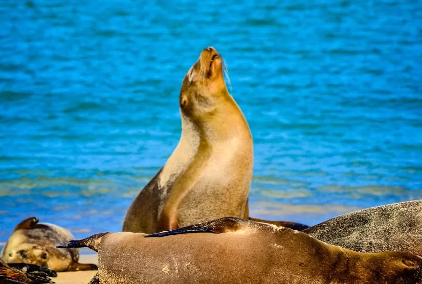 galapagos cruises 2026 best trip
