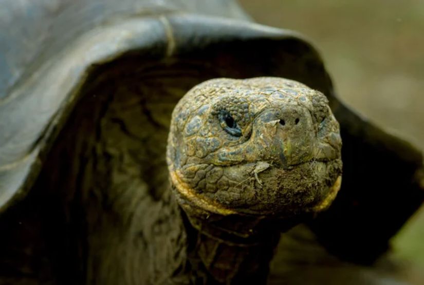 galapagos cruises 2026 trip