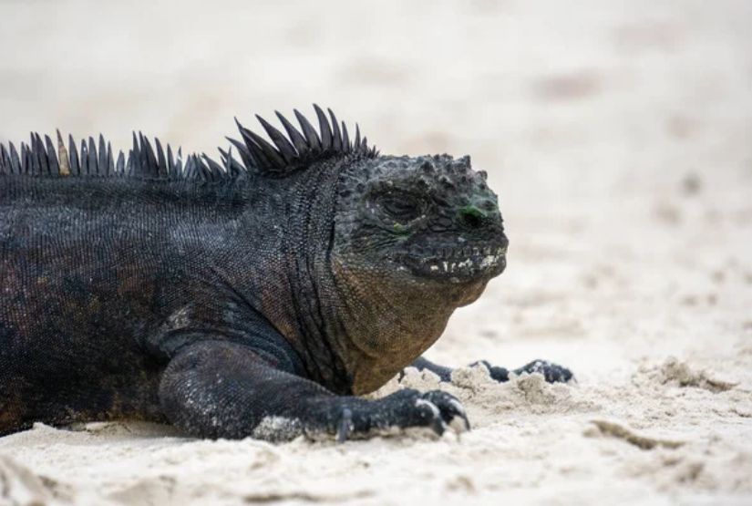 galapagos cruises 2027 best trip