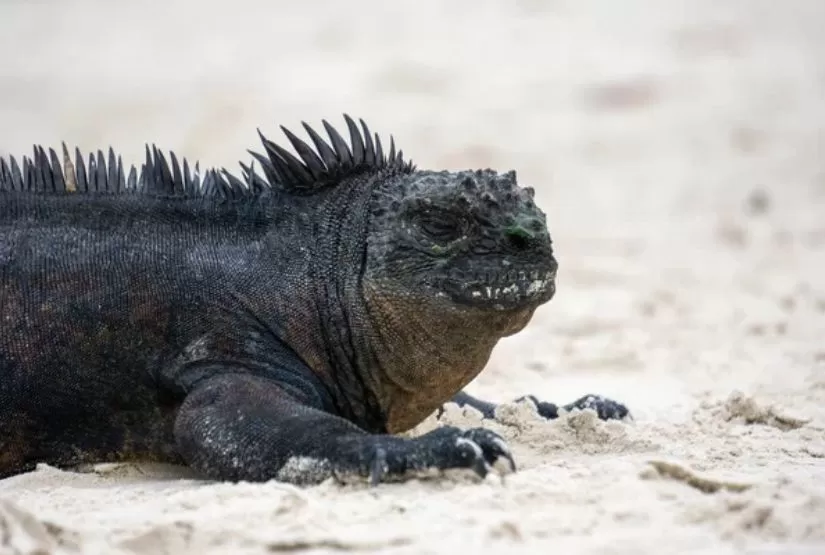 galapagos cruises 2027 best trip